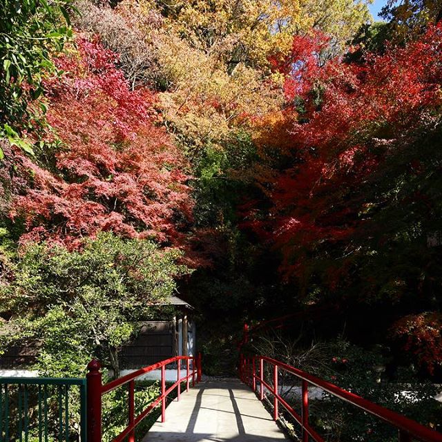 紅葉は11月〜12月が見頃です。お部屋からも綺麗な紅葉が見えます。